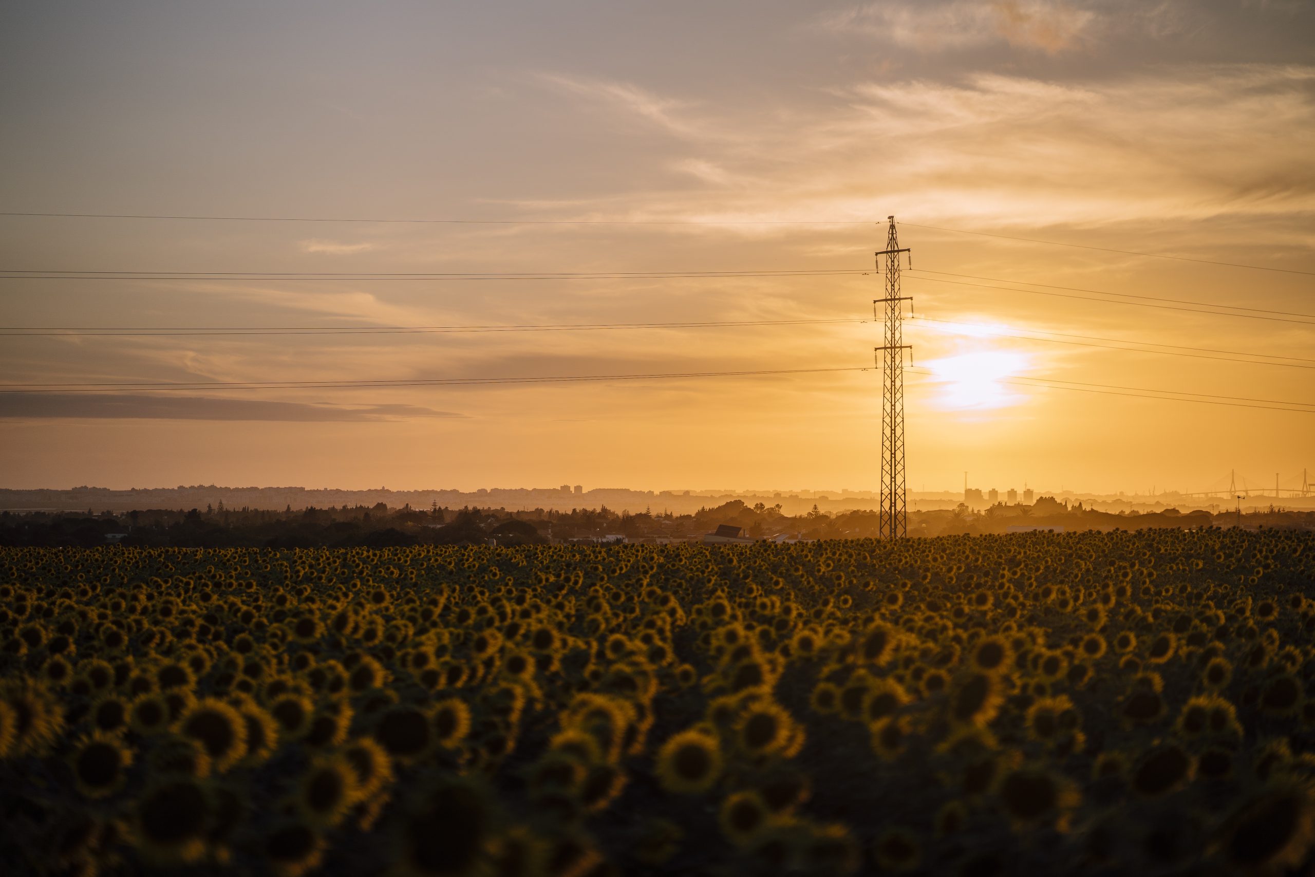 horizontal shot of a beautiful sunflower field at sunset